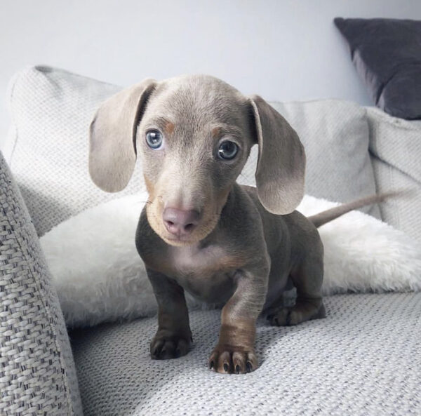 Smooth Mini Dachshund Puppy