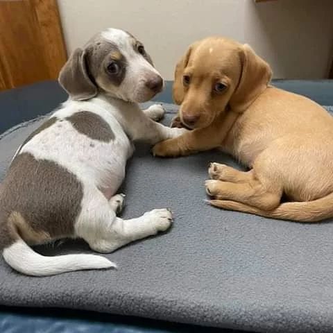 Mini Dachshund Puppies For Sale near DC