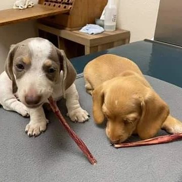 Mini Dachshund Puppies For Sale AL