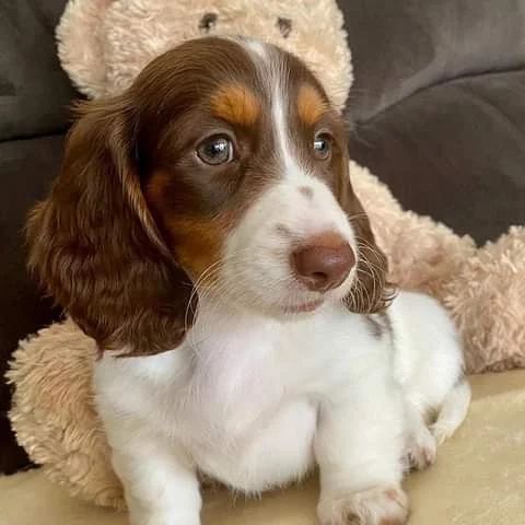 Mini Dachshund Puppies For Sale AK