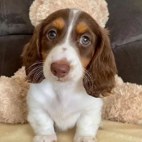 Mini Dachshund Puppies For Sale AZ