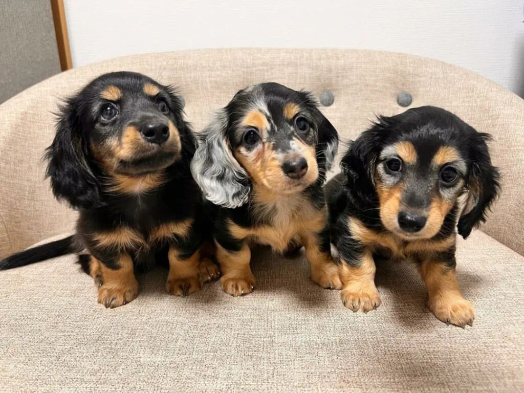Mini Dachshund Puppies For Sale near DC