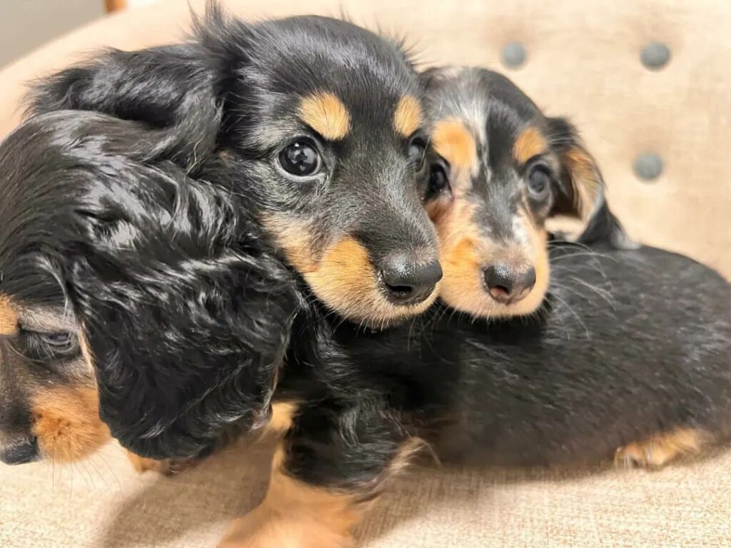 Mini Dachshund Puppies For Sale AR