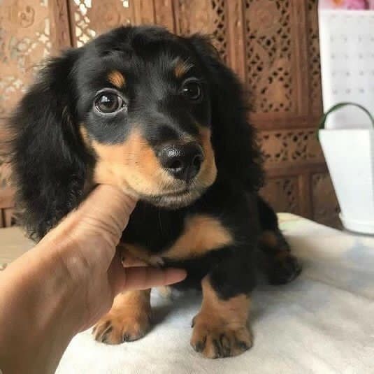 Mini Dachshund Puppies For Sale DE