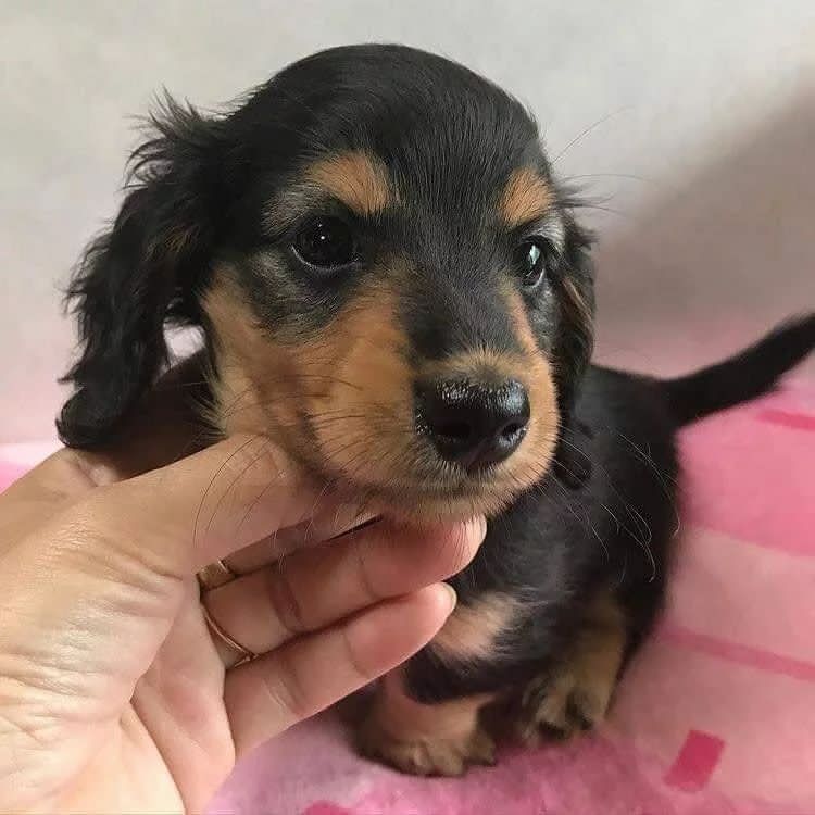 Mini Dachshund Puppies For Sale near ID