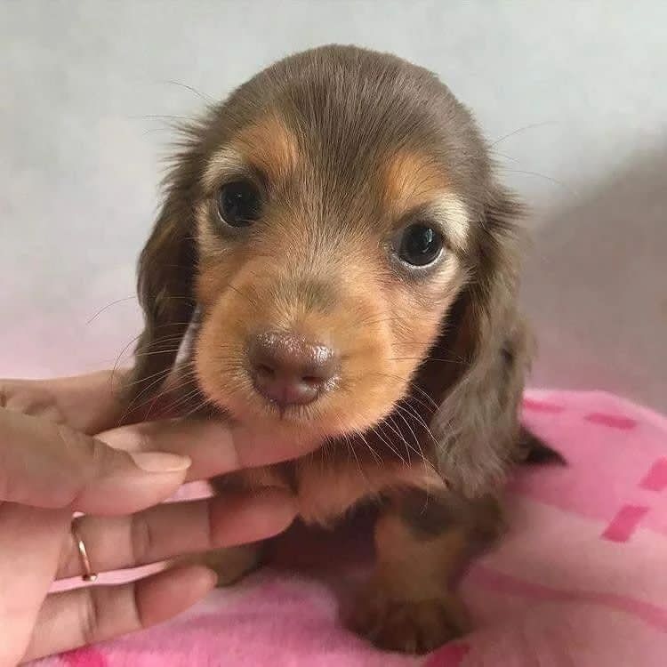 Mini Dachshund Puppies For Sale in VA