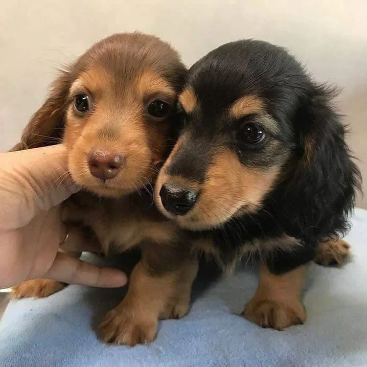 Mini Dachshund Puppies For Sale GA