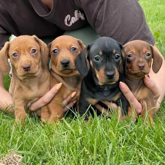 Mini Dachshund Puppies For Sale in WY