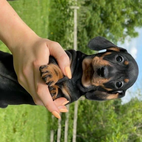 Mini Dachshund Puppies for sale near Alabama