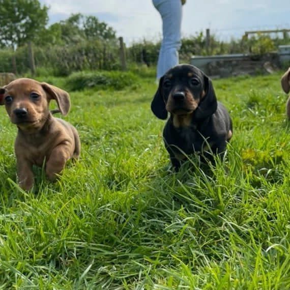 Mini Dachshund Puppies for sale near Alaska