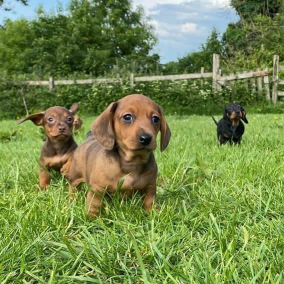 Mini Dachshund Puppies For Sale near LA