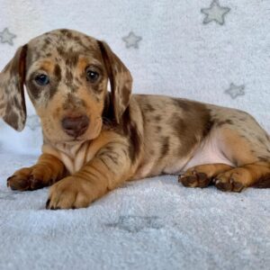 Dapple Smooth Mini Dachshund Puppy