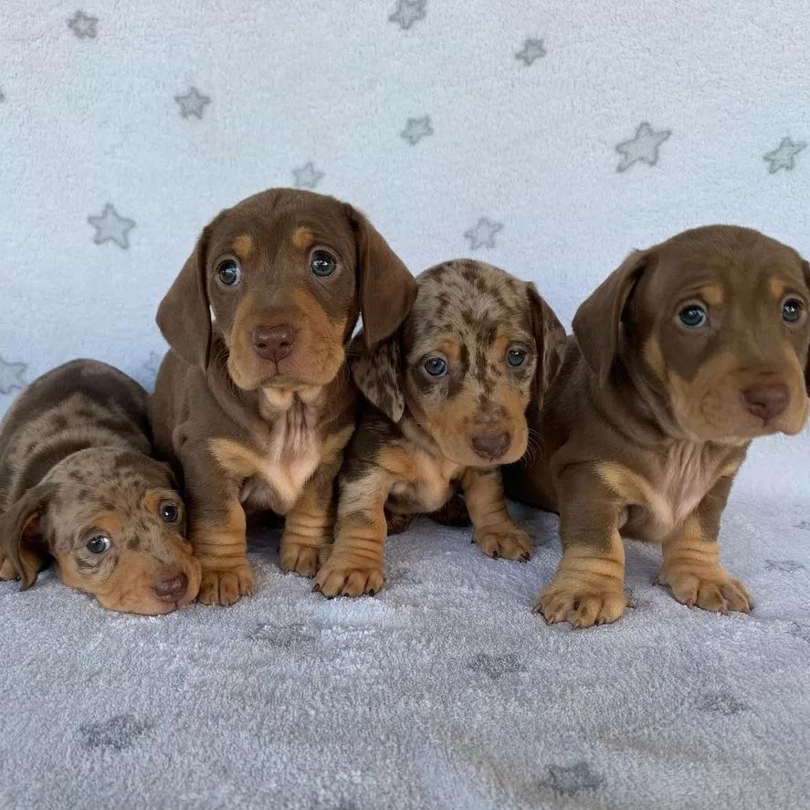 Mini Dachshund Puppies For Sale near ME