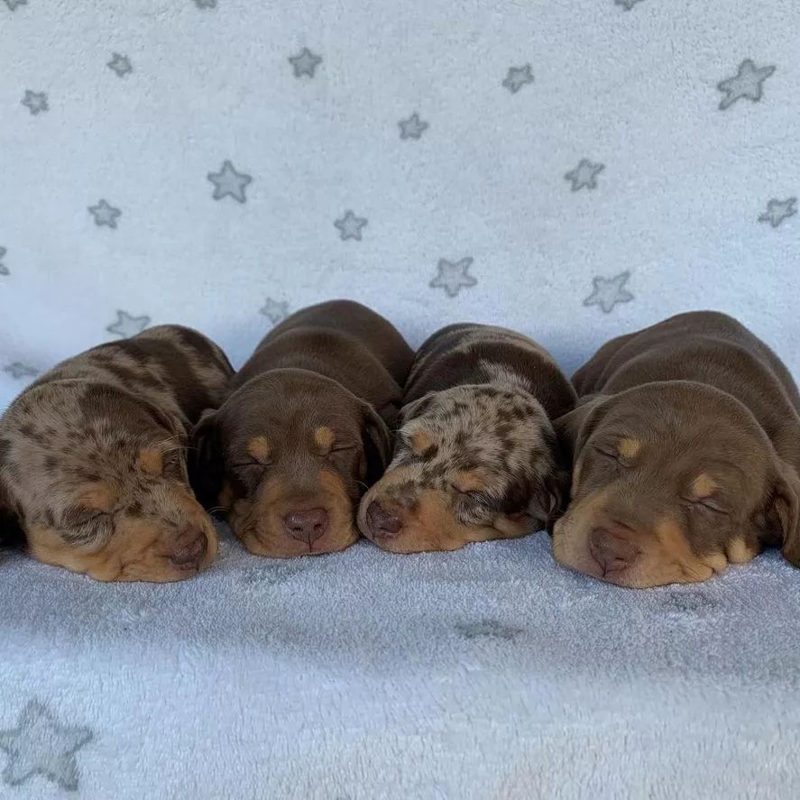 Mini Dachshund Puppies For Sale near MD