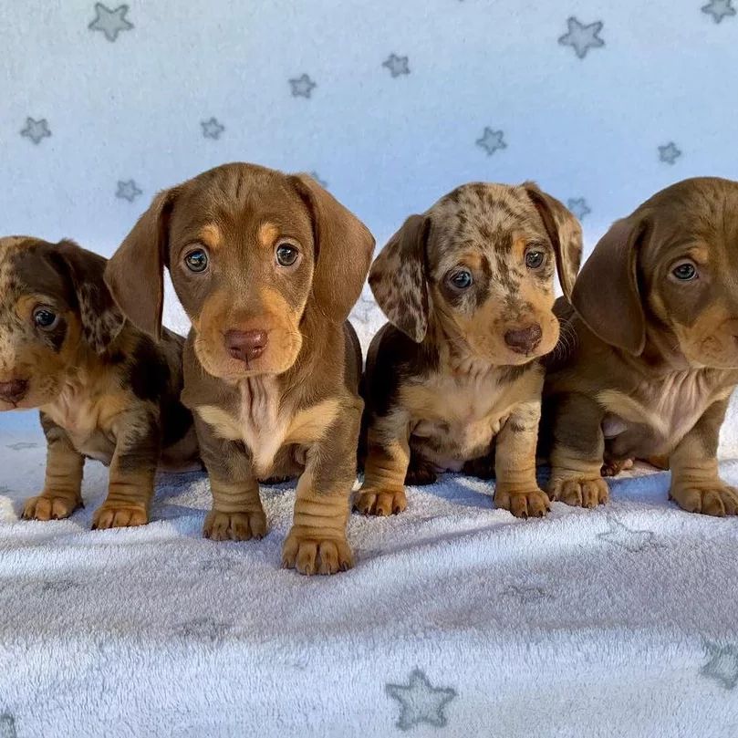 Mini Dachshund Puppies For Sale IA