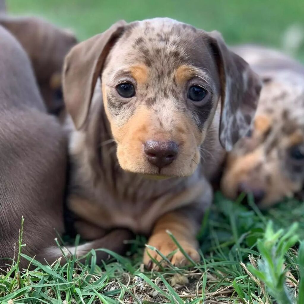 Mini Dachshund Puppies for sale near Georgia