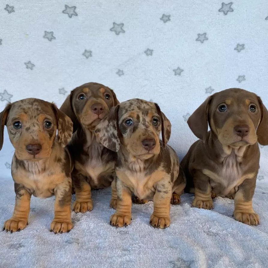 Mini Dachshund Puppies for sale near Illinois