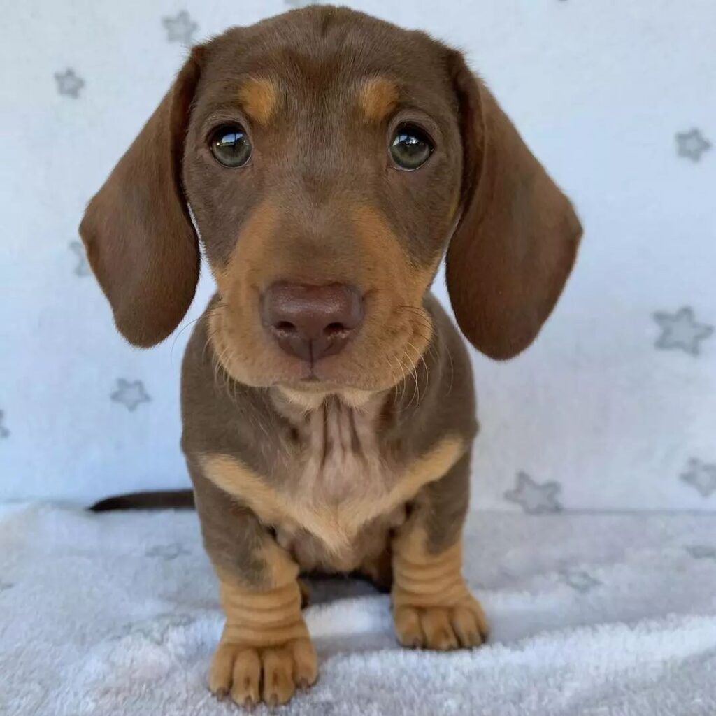 Mini Dachshund Puppies For Sale near MI