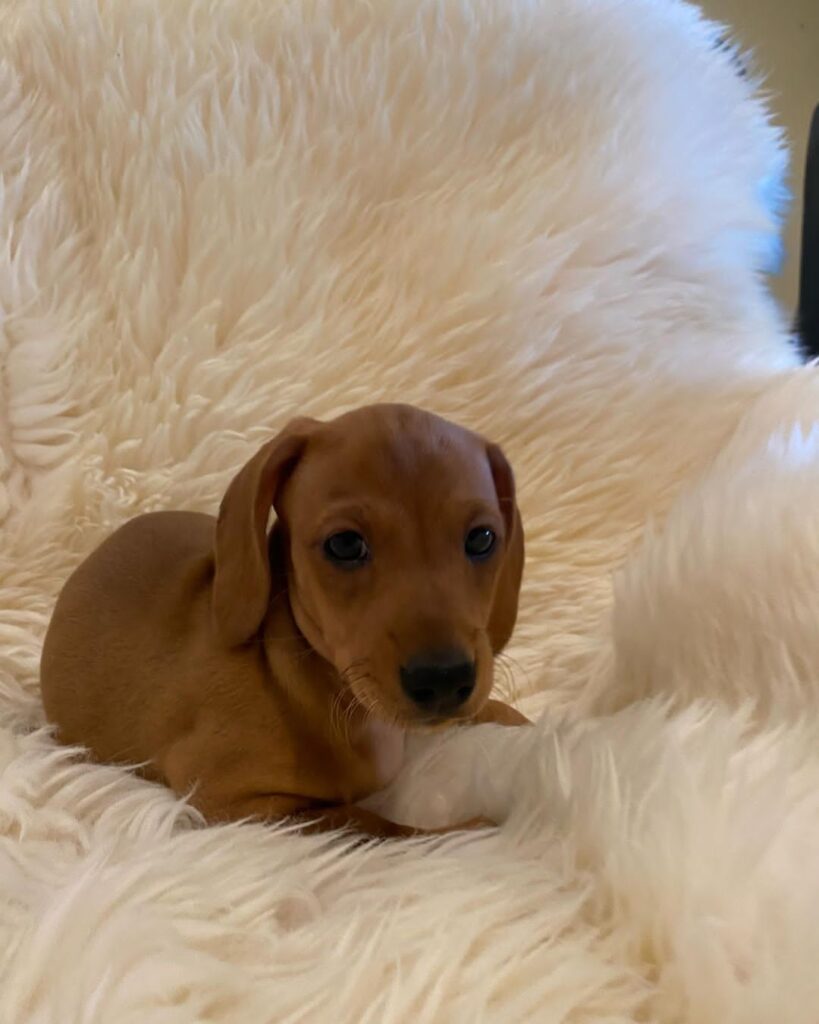 Mini Dachshund Puppies For Sale near MN