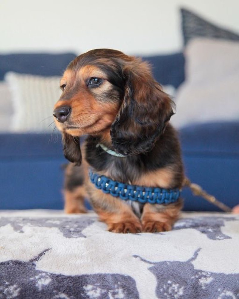 Mini Dachshund Puppies for sale near Iowa