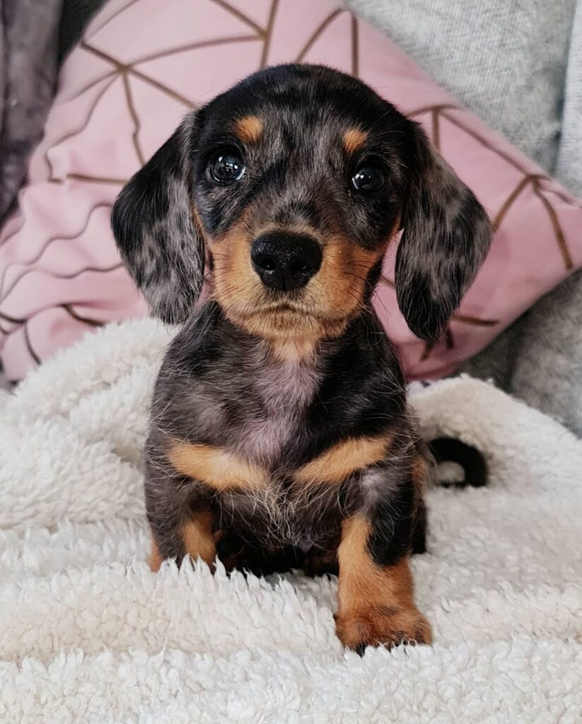 Mini Dachshund Puppies for sale near Kansas