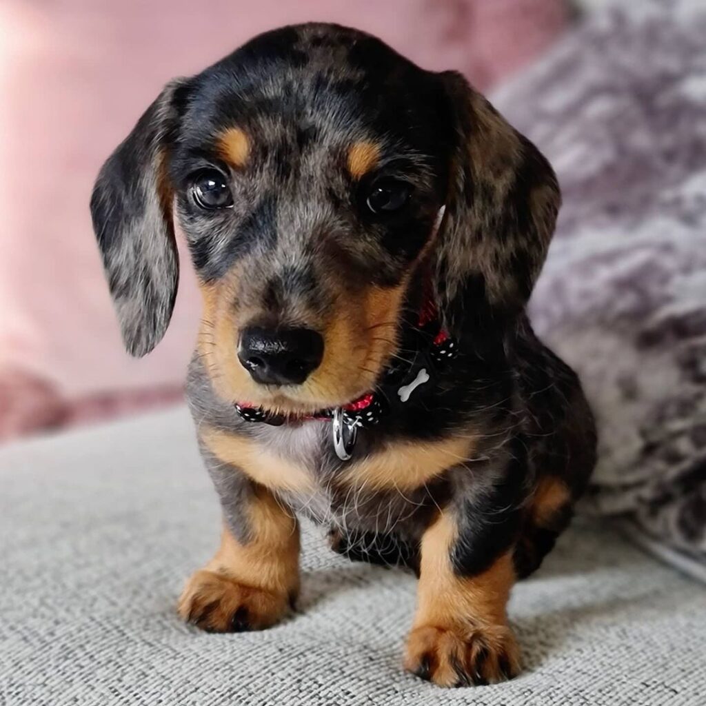 Mini Dachshund Puppies for sale near Kentucky